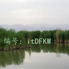 м